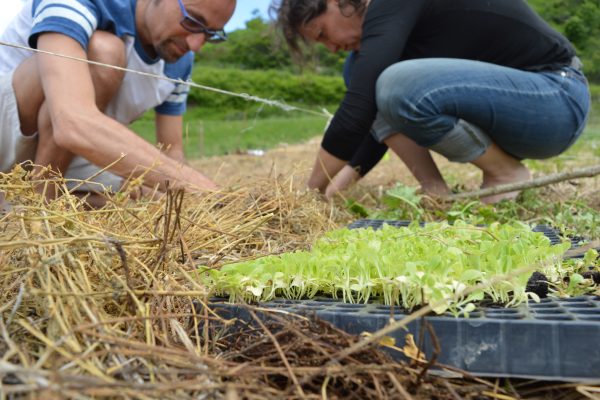 Orto Elementare Ecovillaggio Tempo di Vivere trapianti